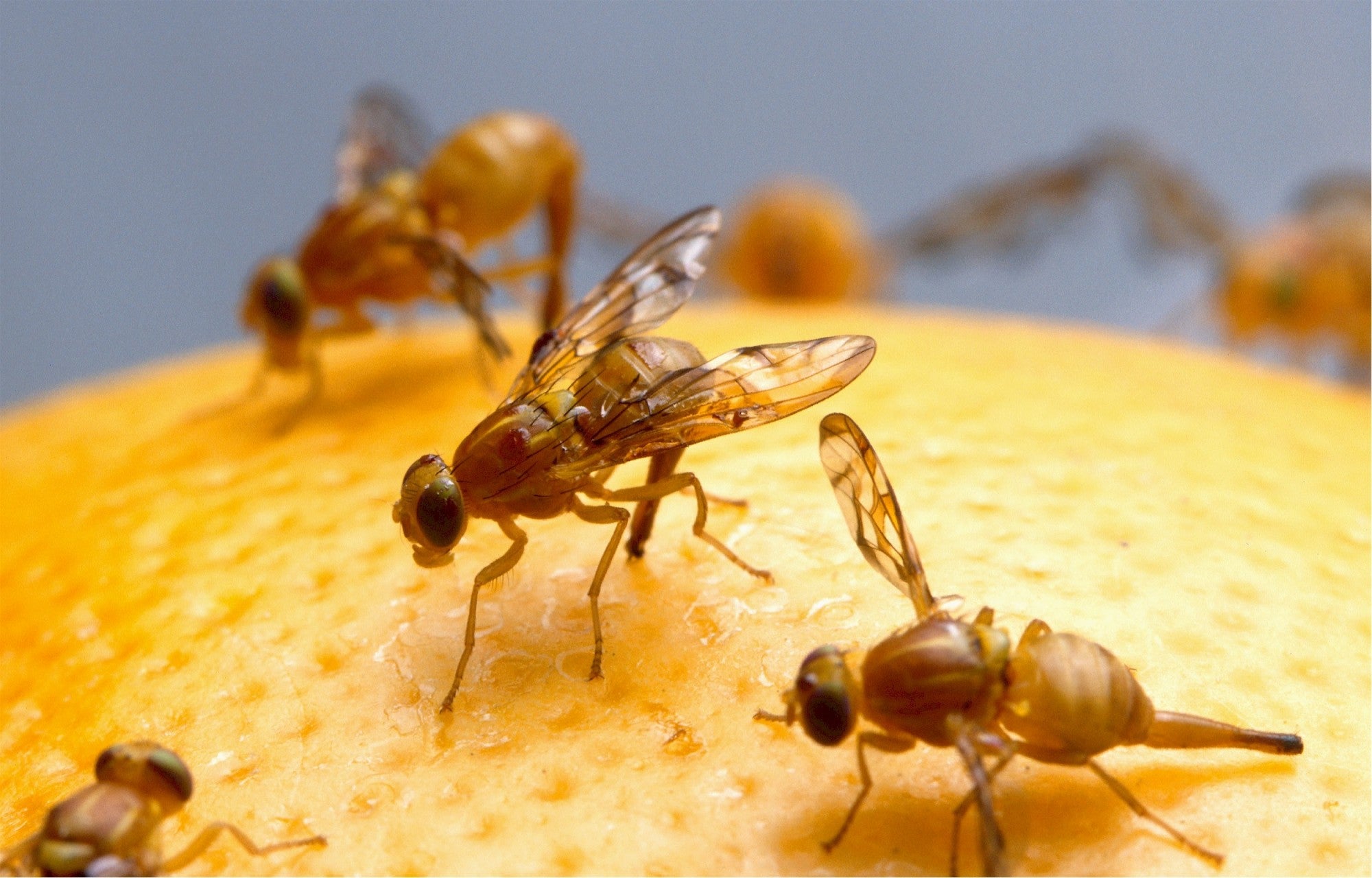 how-do-fruit-flies-appear-so-suddenly-in-your-home-remedy-diy-pest